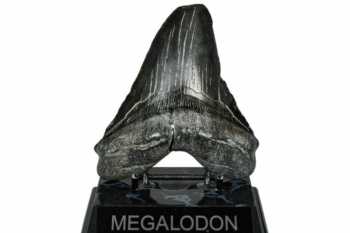 Fossil Megalodon Tooth - South Carolina #328777